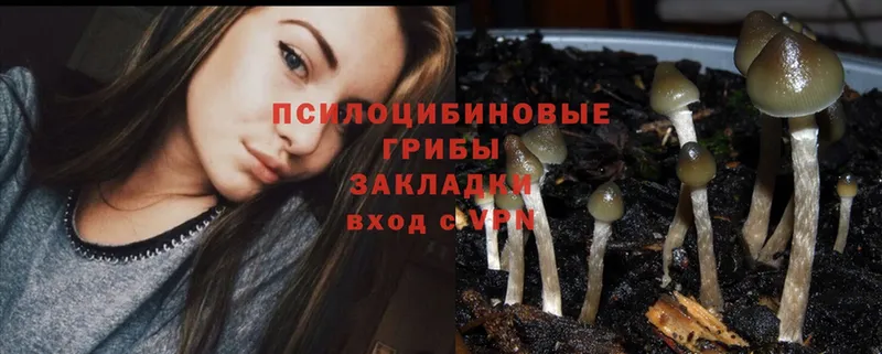 Псилоцибиновые грибы Psilocybine cubensis  закладка  Чита 